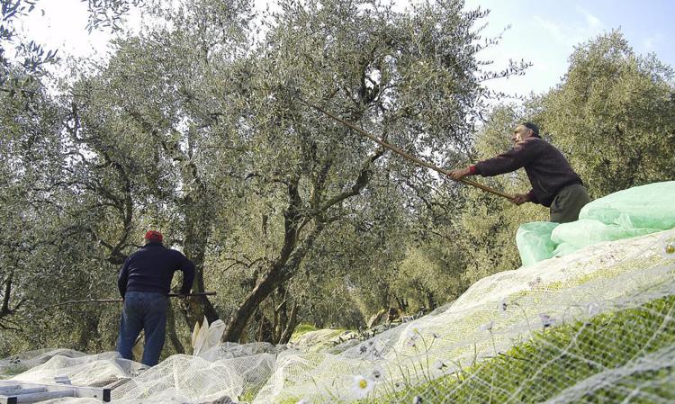 Olio: anno rinascita in Toscana, raccolta olive inizia sotto migliori auspici