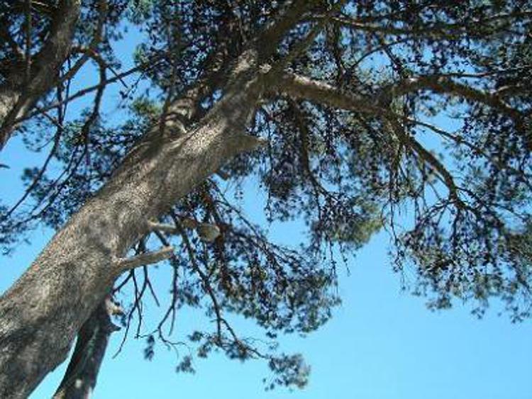 Lo studio, gli alberi salvano vite umane e riducono problemi respiratori