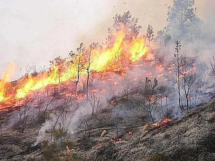Incendi, Rossi a Renzi: Toscana pronta a gemellaggi per spegnere fiamme boschi