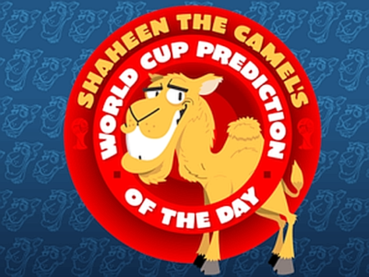Brasile 2014: Shaheen, il cammello indovino dei Mondiali di calcio