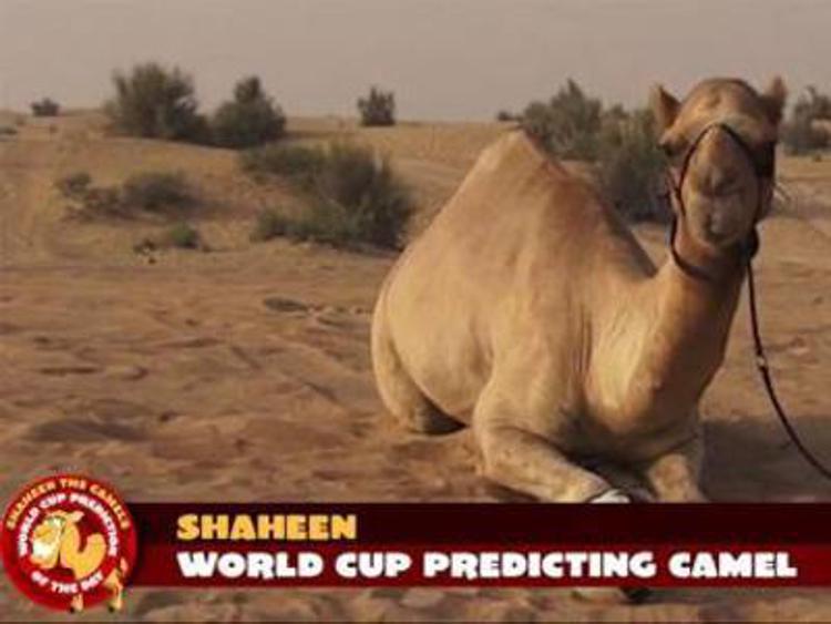 Dopo il polpo Paul arriva il cammello Shaheen, sarà lui a fare i pronostici
