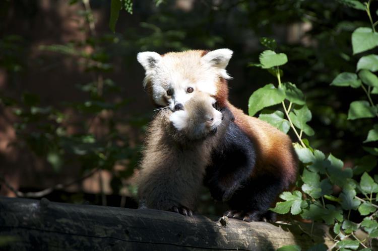 Nato un panda rosso nel Parco Natura Viva a Bussolengo