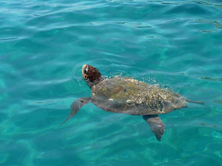 Animali: Pesaro, domenica rilascio in mare tartaruga 'Caretta Caretta'