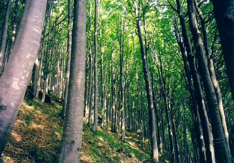 Udine: teschio in un bosco, forse di un uomo scomparso a maggio