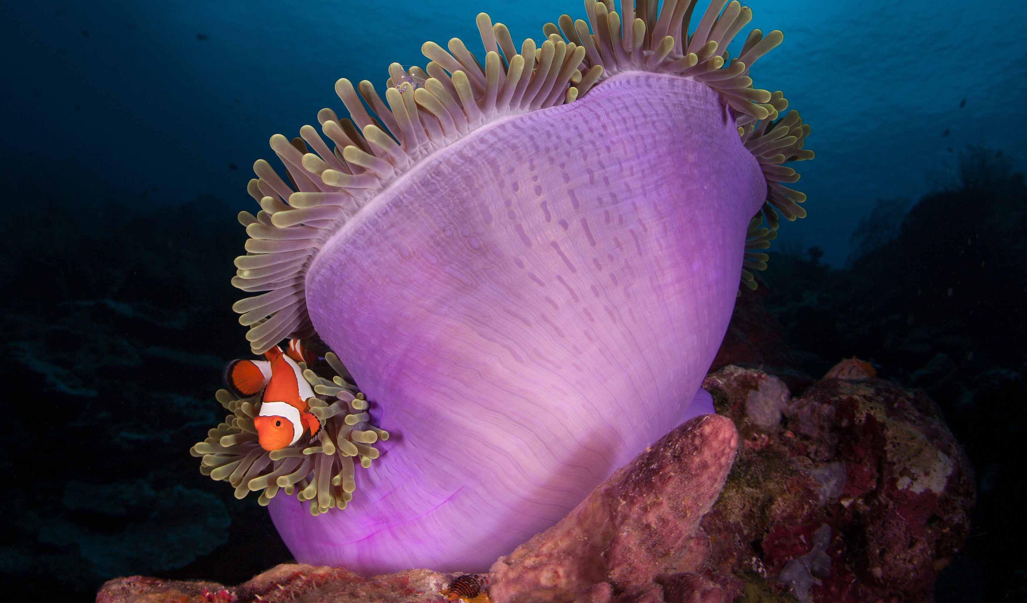 Il pesce pagliaccio fotografato tra i tentacoli di un anemone di mare (Iberpress)