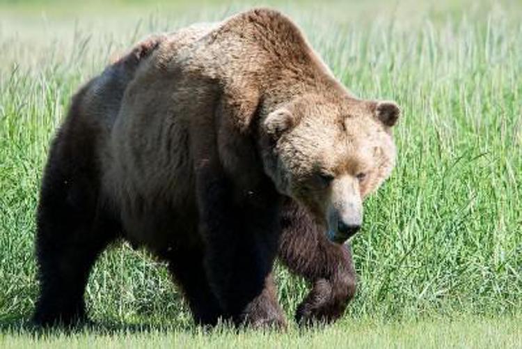 Animali: torna l'orso sull'Altopiano di Asiago