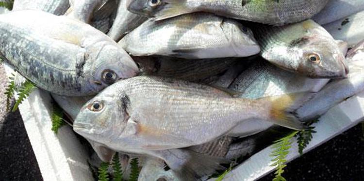 Stop pesca su Tirreno e Ionio