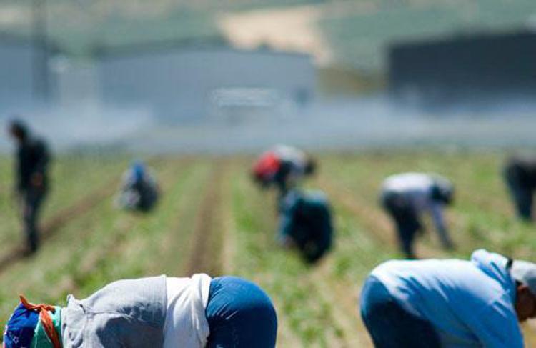 Foggia: controlli in settore agricolo, scoperti 24 lavoratori in nero