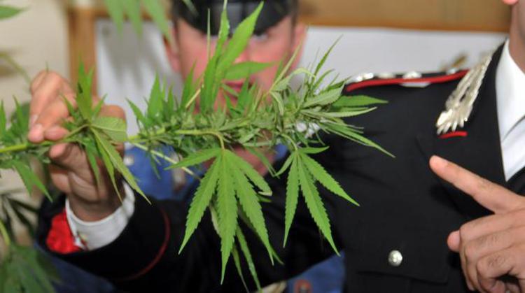 Droga: elicottero carabinieri scopre 500 piante marijuana nel catanese, indagini