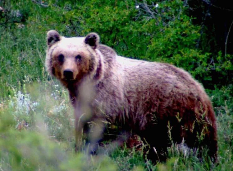 Animali: rinvenuto radiocollare dell'orsa Gemma in parco Abruzzo