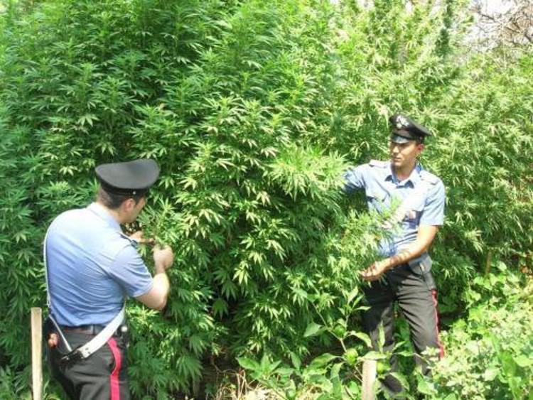Droga: scoperta piantagione marijuana con 900 piante, due arresti nel catanese