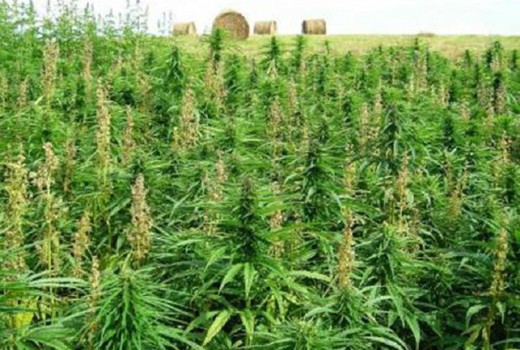Foggia: sequestrata piantagione marijuana in area demaniale, tre arresti