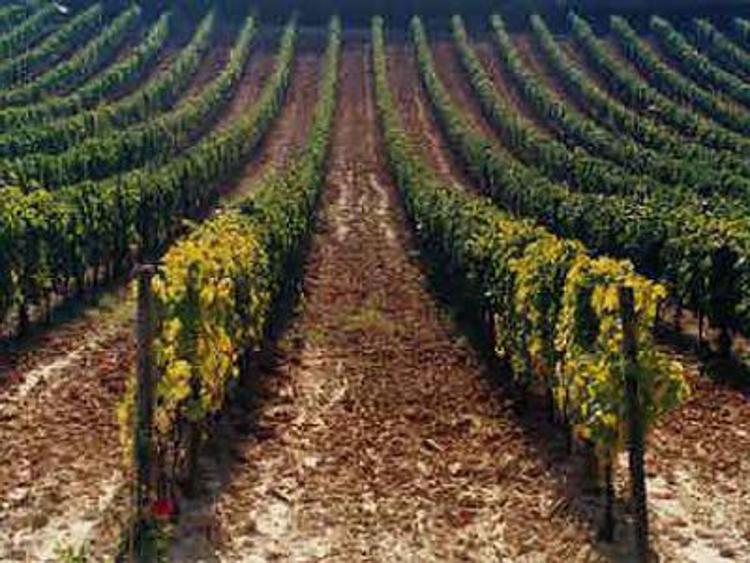 Umbria, a imprese vitivinicole 7 milioni di euro per il biennio 2013-2014