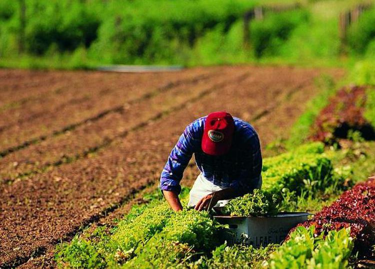 Alessandria: scoperti da Gdf 209 casi di lavoratori irregolari in azienda agricola