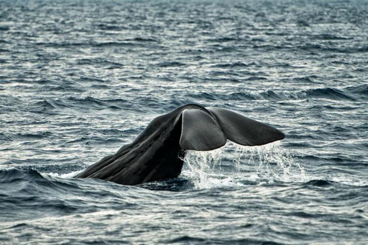 Ambiente: #Noairgunsardegna per salvare da trivellazioni santuario cetacei