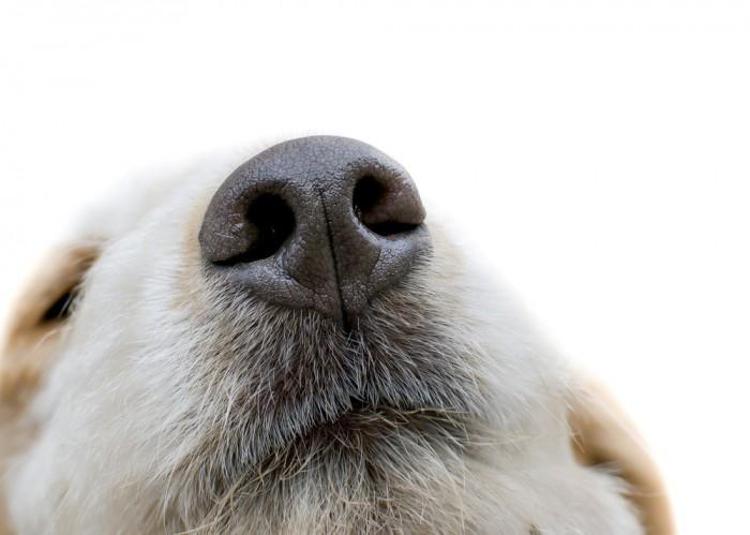 Perugia: cane da tartufo trova la cocaina a terra