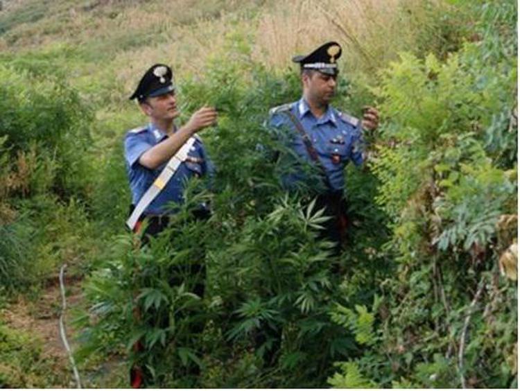Taranto: marijuana in agrumeto, 75enne si giustifica 'sono alberi di noci'