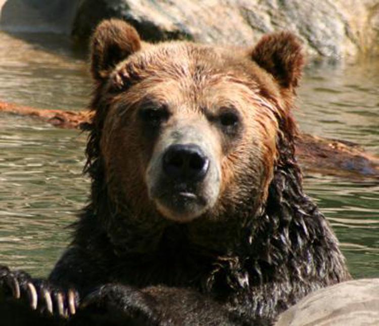 Animali: Lega, governo autorizzi radiocollare per l'orso su Altopiano Asiago