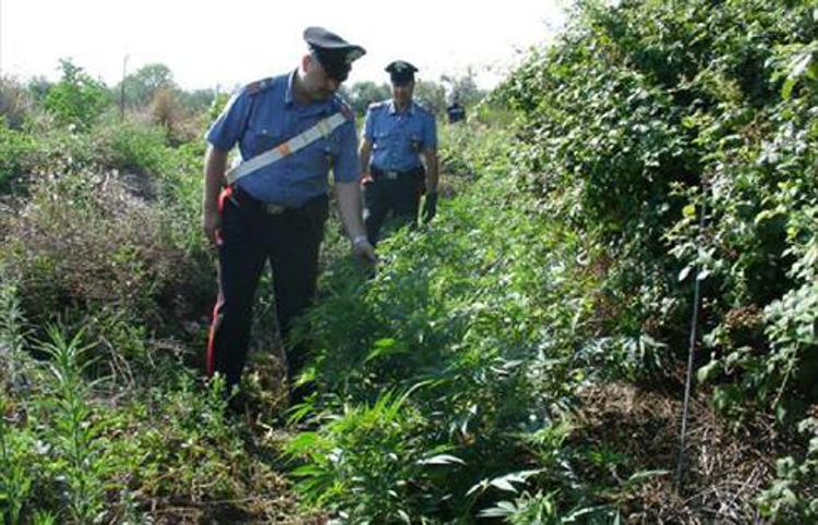 Palermo: piantagione cannabis a Finale Pollina, in manette 58enne col pollice verde