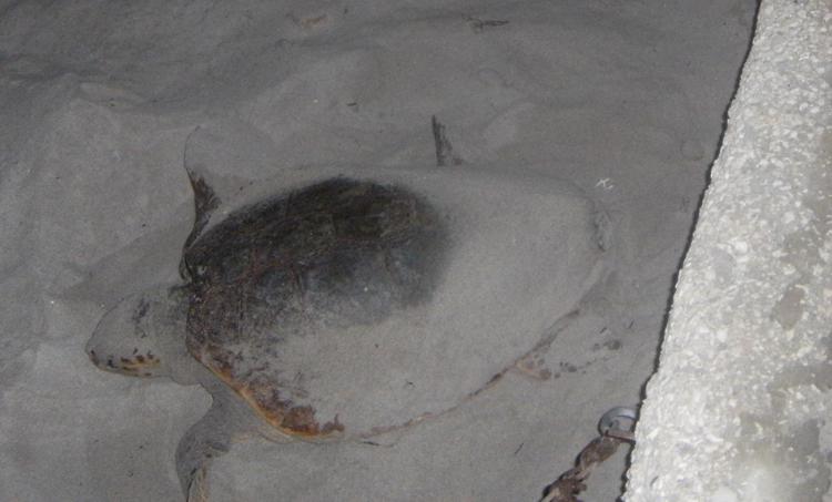 La tartaruga marina durante la deposizione delle uova sulla spiaggia di Tonnarella