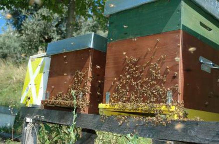 Taranto: ricettazione di 50 arnie api rubate, denunciato coltivatore
