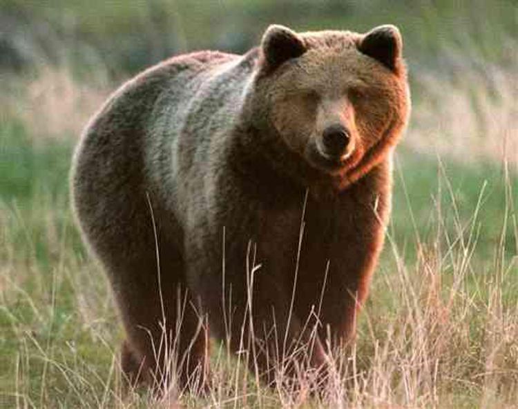 Animali: Enpa diffida provincia Trento da abbattimento orsi