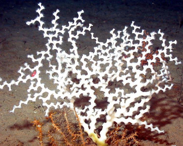 Mare: scoperti coralli bianchi vivi nel Mar Ligure Orientale