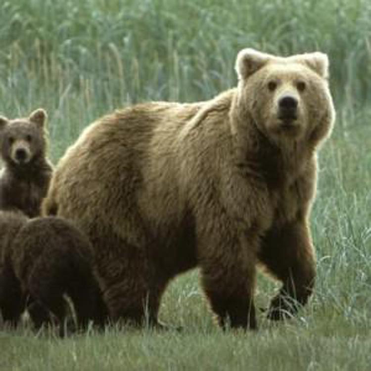 L'orsa Daniza con i suoi cuccioli