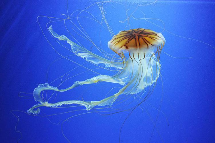 Caldo: Mediterraneo habitat ideale anche per specie di medusa tropicale/ Focus
