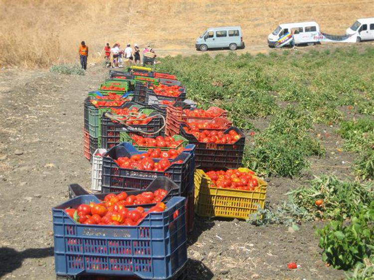 La siccità invade le campagne, è allarme tra i produttori di pomodori