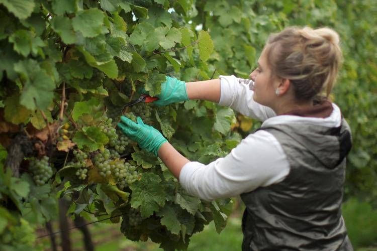 Maltempo: allarme di enologi ed esperti, con vendemmia già -12% uva