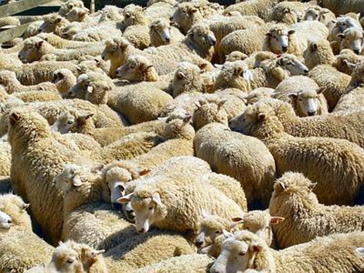 Maltempo: Coldiretti, allevatori disperati, disperse mucche e pecore in Sicilia