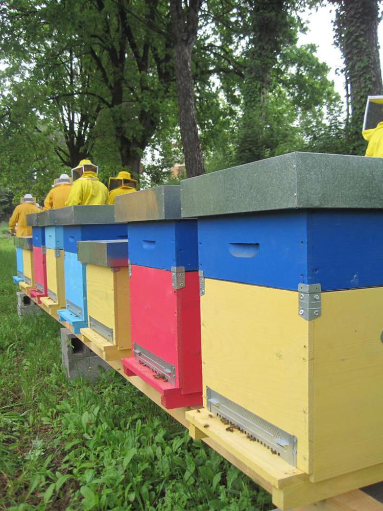 Made in Italy: l'indagine, 2014 peggiore anno storia apicoltura
