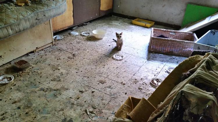 Viveva in casa tra escrementi, rifiuti e otto gatti: 68enne muore di tetano