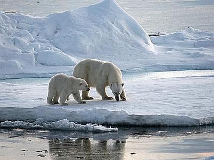 Ricerca: scienziati Sapienza al Polo Nord per studiare orologio biologico