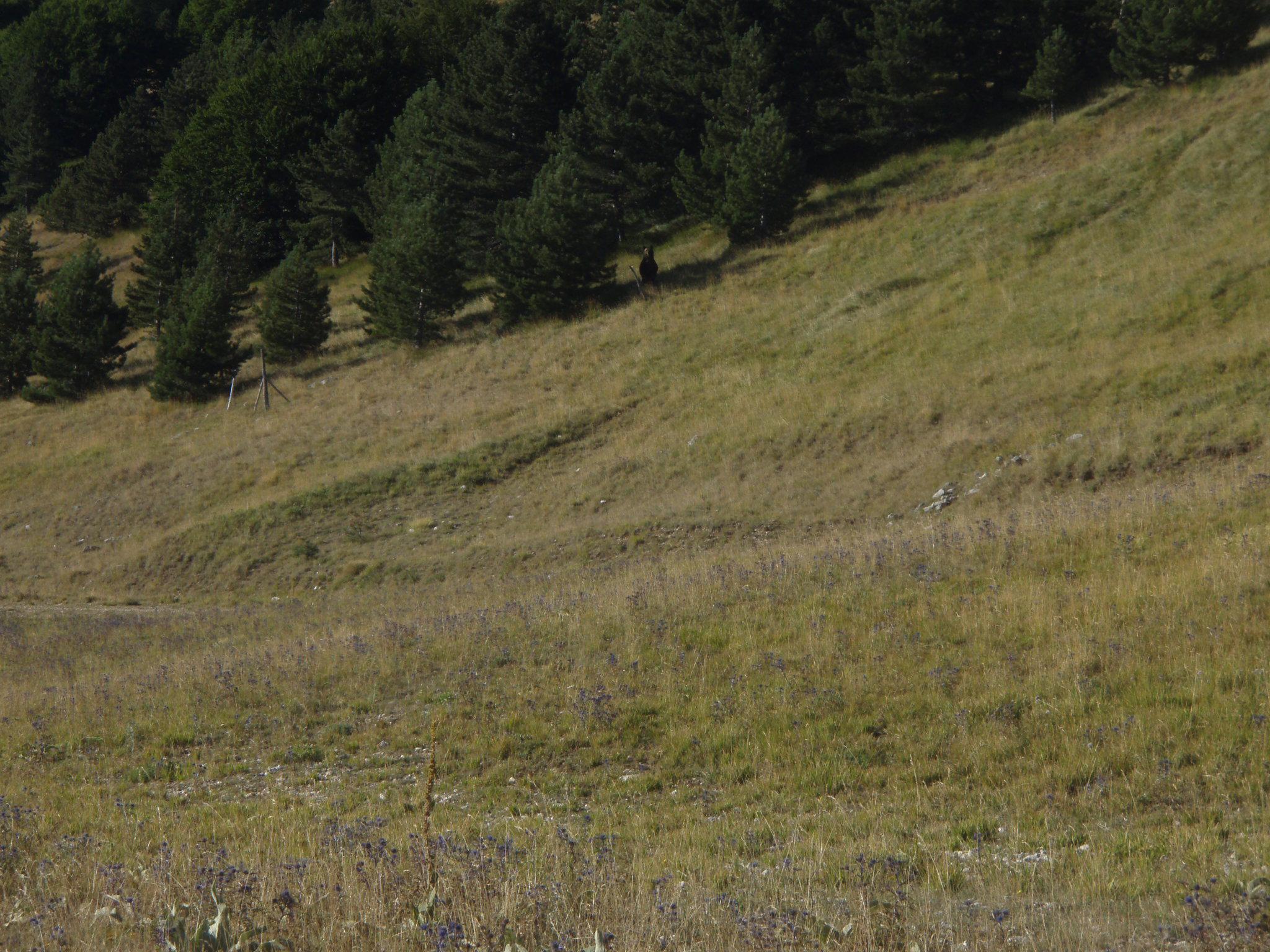 L'orso fotografato dal Corpo forestale di Pescocostanzo appena fuori dal centro abitato, a monte dell'Albergo "Valle Fura"