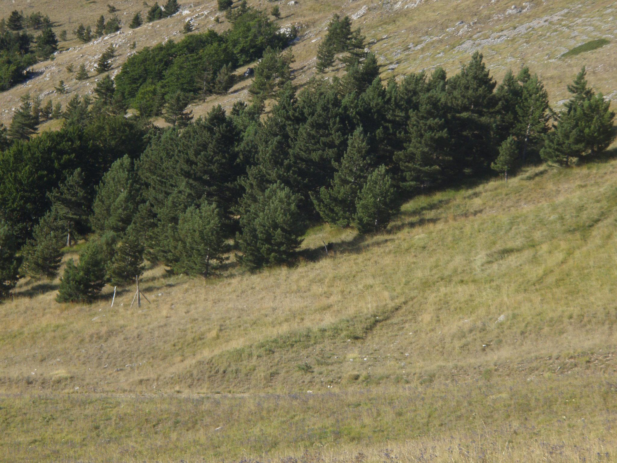 L'orso fotografato dal Corpo forestale di Pescocostanzo appena fuori dal centro abitato, a monte dell'Albergo "Valle Fura"
