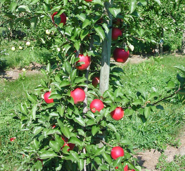 Agricoltura: meli più bassi e resistenti, arriva il frutteto sostenibile