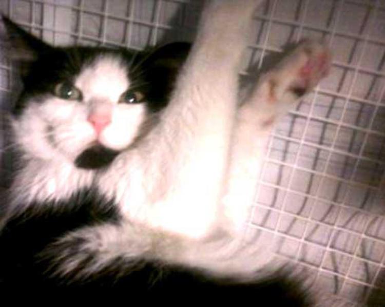 La gatta Nuvola. Foto dal sito 'AdottaMi'