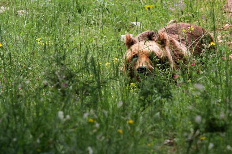 L'Aquila: l'orsa Peppina e' ancora viva, fotografata a Monte Genzano