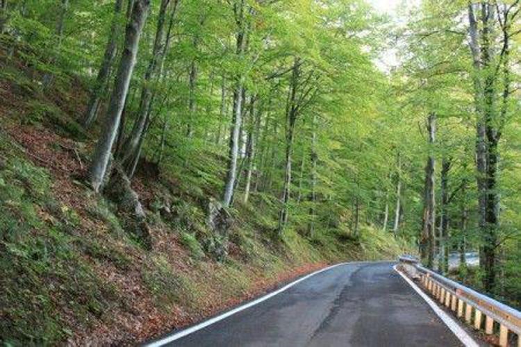 Liguria: assegnate in gestione aree forestali