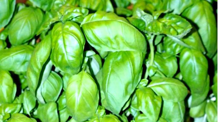 Pesto a rischio 'sopravvivenza' in Liguria. Fungo killer minaccia il basilico
