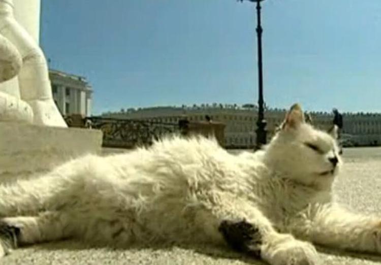 Un gatto dell'Ermitage a San Pietroburgo