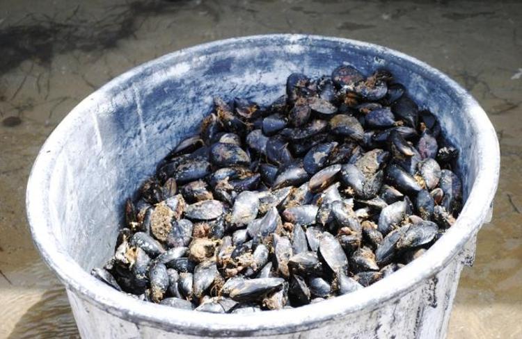 Alimenti: 40 chili di cozze sequestrati a Castellammare di Stabia