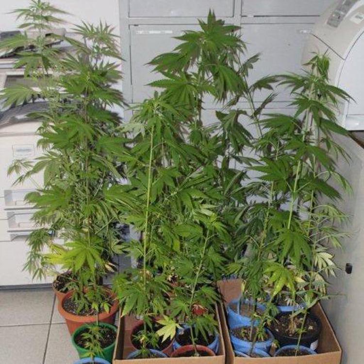 Verbania: Gdf scopre 22 piante marijuana coltivate in campi e balcone, 2 denunce