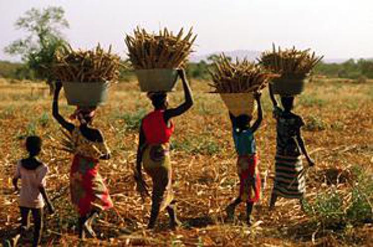 FAO chief calls for transformation of world food systems