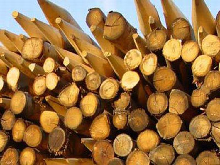 Sostenibilità: Pefc e Interpol insieme contro legno illegale