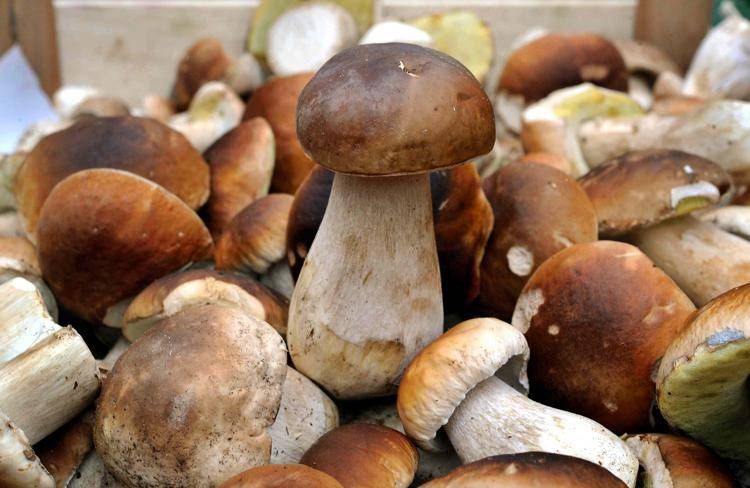 Agricoltura: la studiosa, attenzione a funghi velenosi