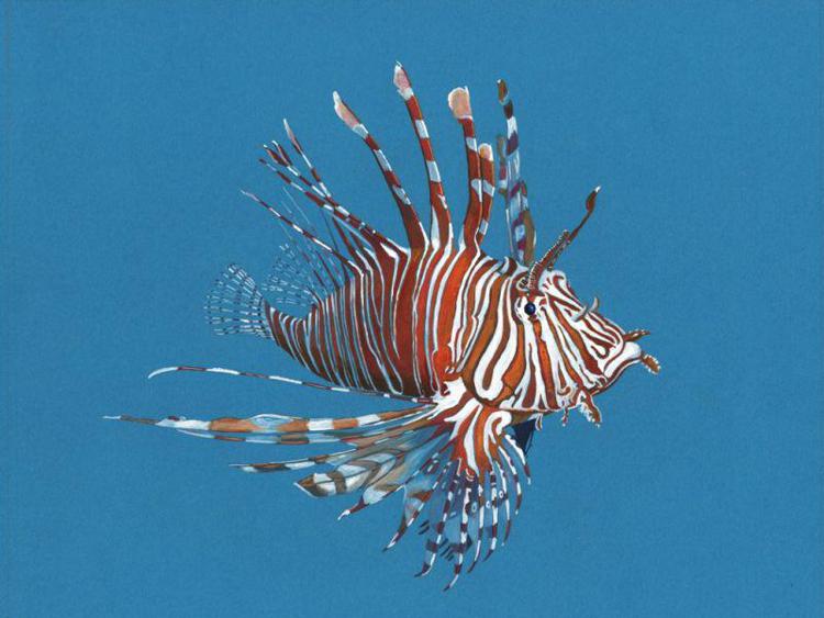 Arte naturalistica subacquea in mostra a ''Tor Paterno, Seychelles
