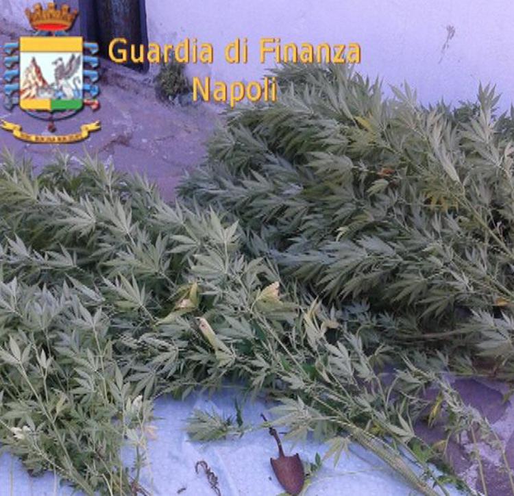 Napoli: sequestrati circa 20kg di stupefacenti